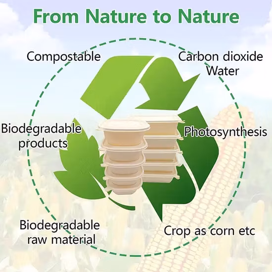 Conteneur alimentaire jetable en gros de fécule de maïs surgarcane stockage de bagasse Bento biodégradable à emporter boîte à lunch rapide avec couvercle